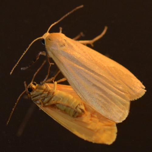 Réf. 307 120 : Eilema sororcula